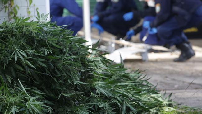 Police have swooped on a southwest Sydney home after they allegedly found a man carrying around cannabis plants yesterday.