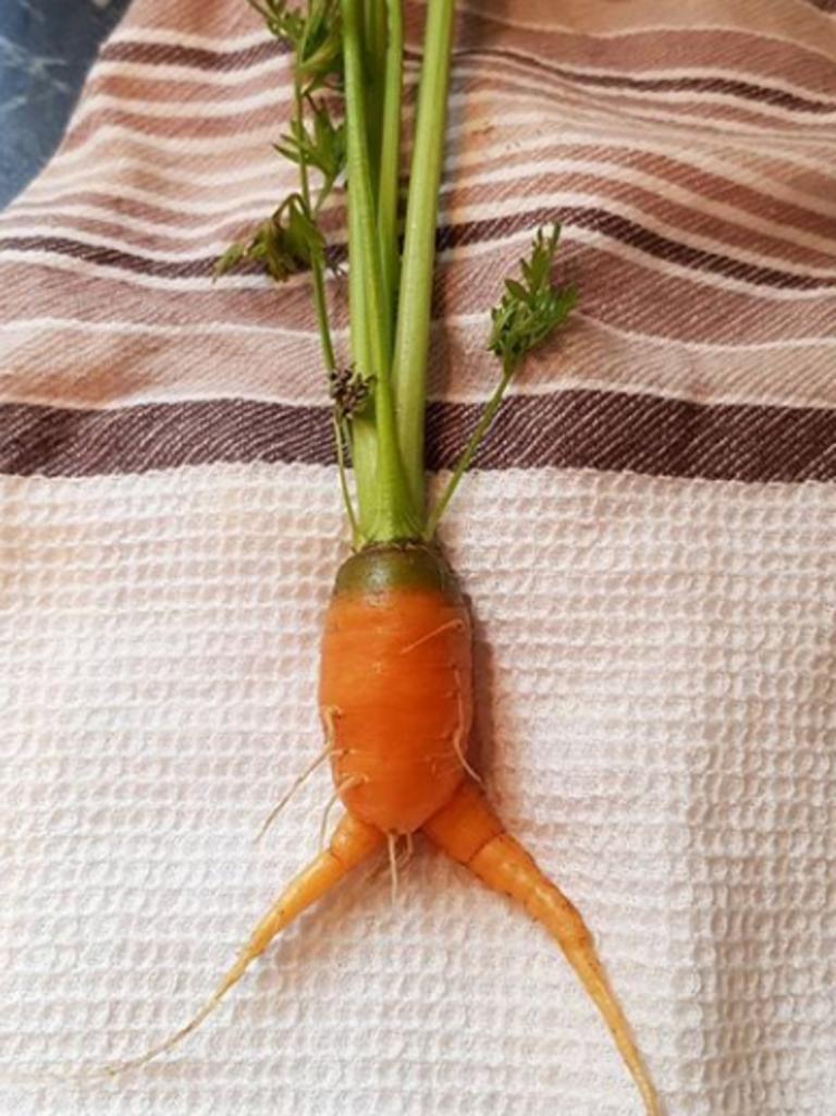Do you want carrot legs? Because that's how you get carrot legs. :  r/CrappyDesign