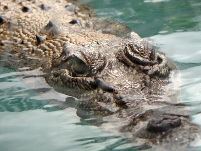 Juvenile saltwater crocodile at Crocosaurus Cove, Darwin Northern Territory