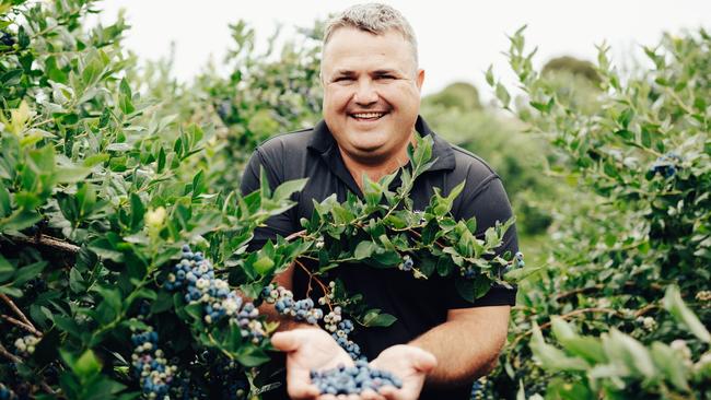 Tumbarumba blueberry farmer Nico Mulder grows Driscoll's “organic in-conversion” blueberries that are sold at Woolworths, Coles and independent grocers.