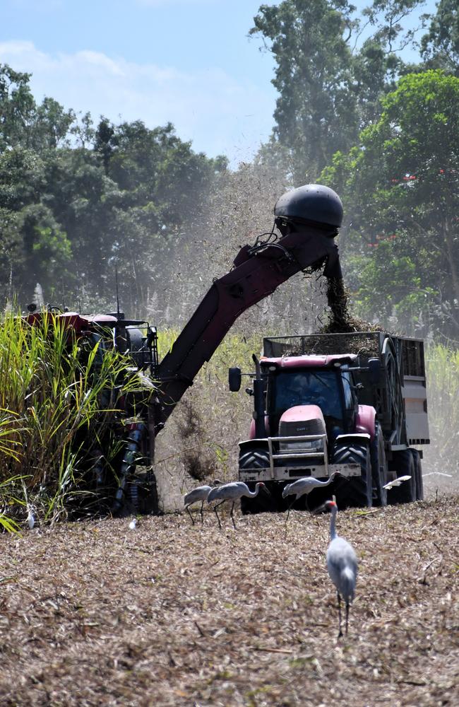 The Herbert River sugar-cane harvest at Toobanna south of Ingham, Hinchinbrook Shire. Picture: Cameron Bates