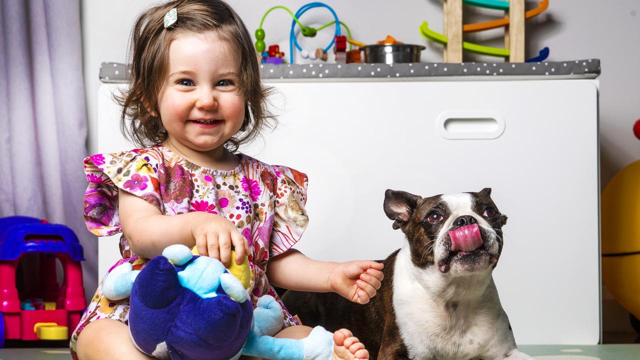 Queensland toddler Madeline Martoo, 16 months, and Boston terrier Stitch both know the name of some of their toys. Picture: Nigel Hallett