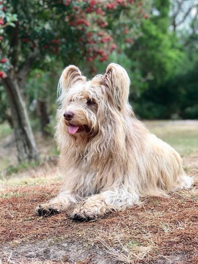 Scruffy is an 8.5 year old mix of Border Collie, Kelpie, Heeler and Field Spaniel and lives in Crib Point. Picture: Martina Straub