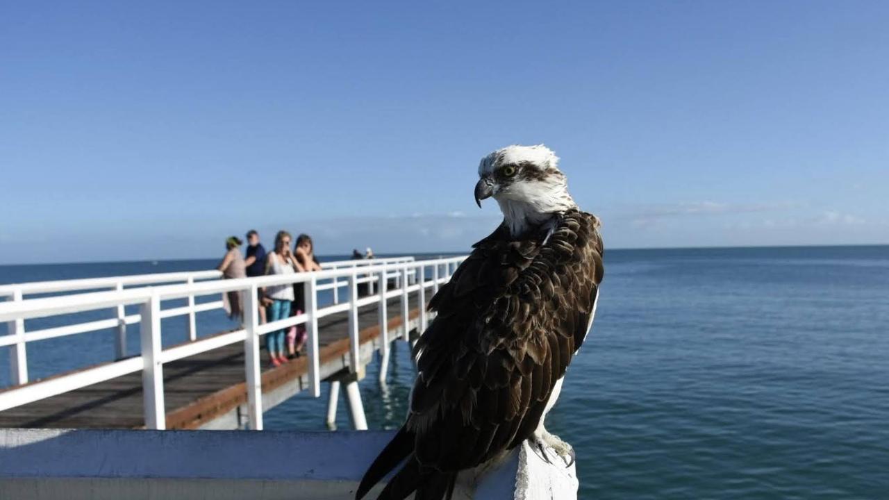 We'll keep an eye on local news for you... just like the soaring Osprey of the Bay.