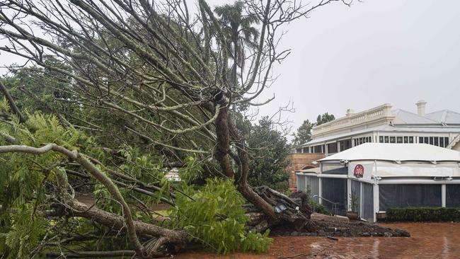 The jacaranda tree in the front entrance to Gip's Restaurant fell over in the TC Alfred aftermath, Sunday, March 9, 2025. Picture: Kevin Farmer