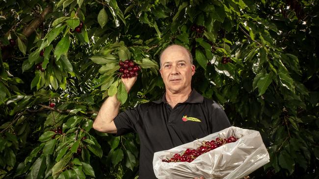 Brenton Green in one of his Lenswood cherry orchards showing damaged fruit. Picture: Emma Brasier