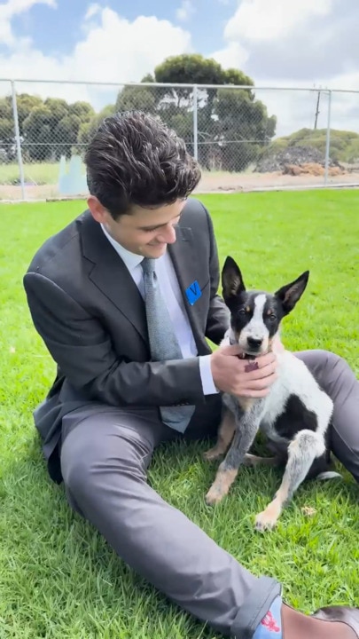 Fifty kelpies surrendered to RSPCA