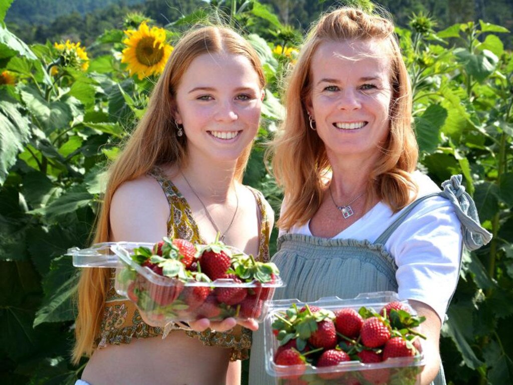 Belinda and Santie Nortier, from Mackay, at Ballantyne's Strawberries at Camerons Pocket. Picture: Rae Wilson