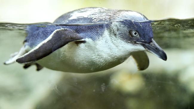 Disturbing the burrows of Little Penguins can have devastating effects on the colony. Picture: JUSTIN LLOYD