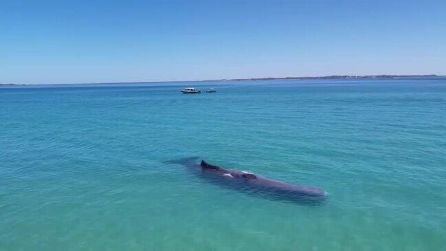 Authorities Consider Euthanizing Stranded Whale at Western Australian Beach