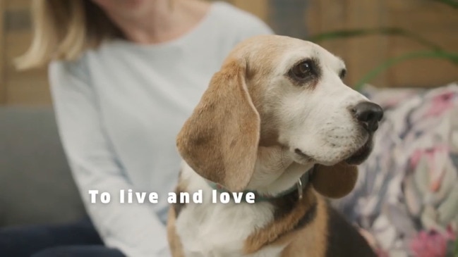 Beagle Baxter and Maggie's story - the animal testing survivors