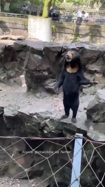 New video of 'Human bear' waving emerges