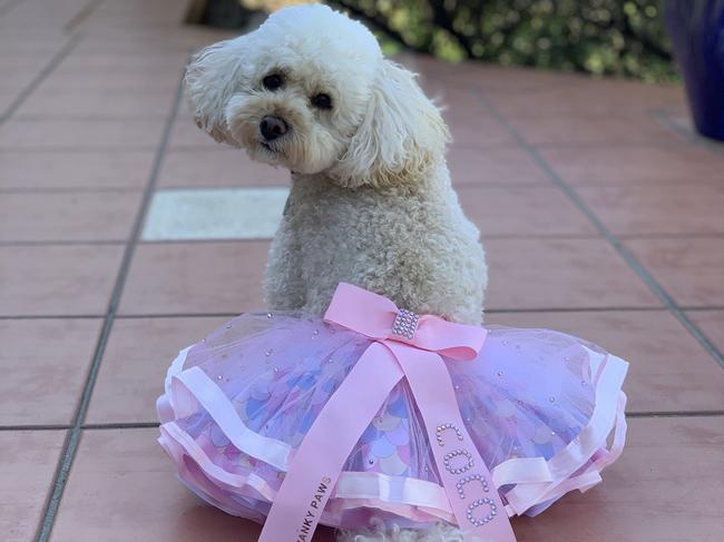 The photogenic Coco the Peekapoo in her famous tutu. Picture: Instagram.