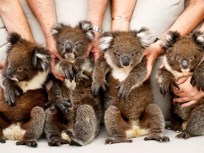 Koalas in care at the South Australian organisation 1300KOALAZ. Picture: Tricia Watkinson