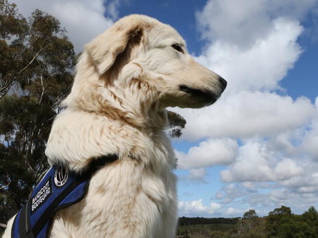 GROUP FEATURE on working dogs. Albus is a Maremma and part of the Zoos Victoria Guardian Dog Squad. Albus and a new litter of pups are being trained to guard a population of Bandicoots, which are endangered. Albus is pictured with His trainer Dave Williams at Werribee open range zoo. Picture: Mark Wilson.