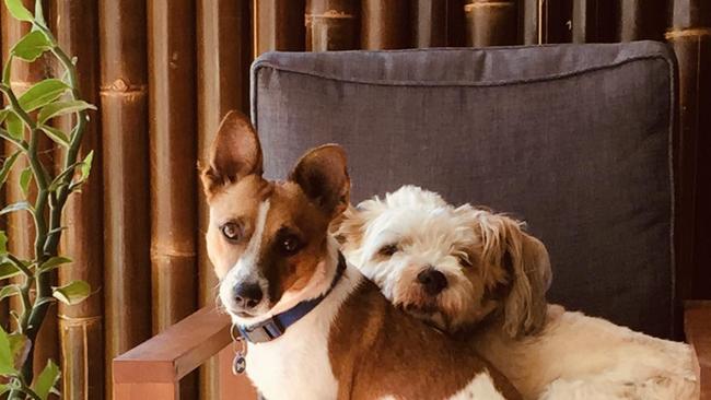 Best mates Charlie and Joey before the hit and run which tragically cost Joey's life in Nambucca.