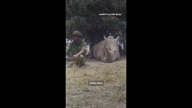 Rhino fart caught on camera | news.com.au — Australia’s leading news site