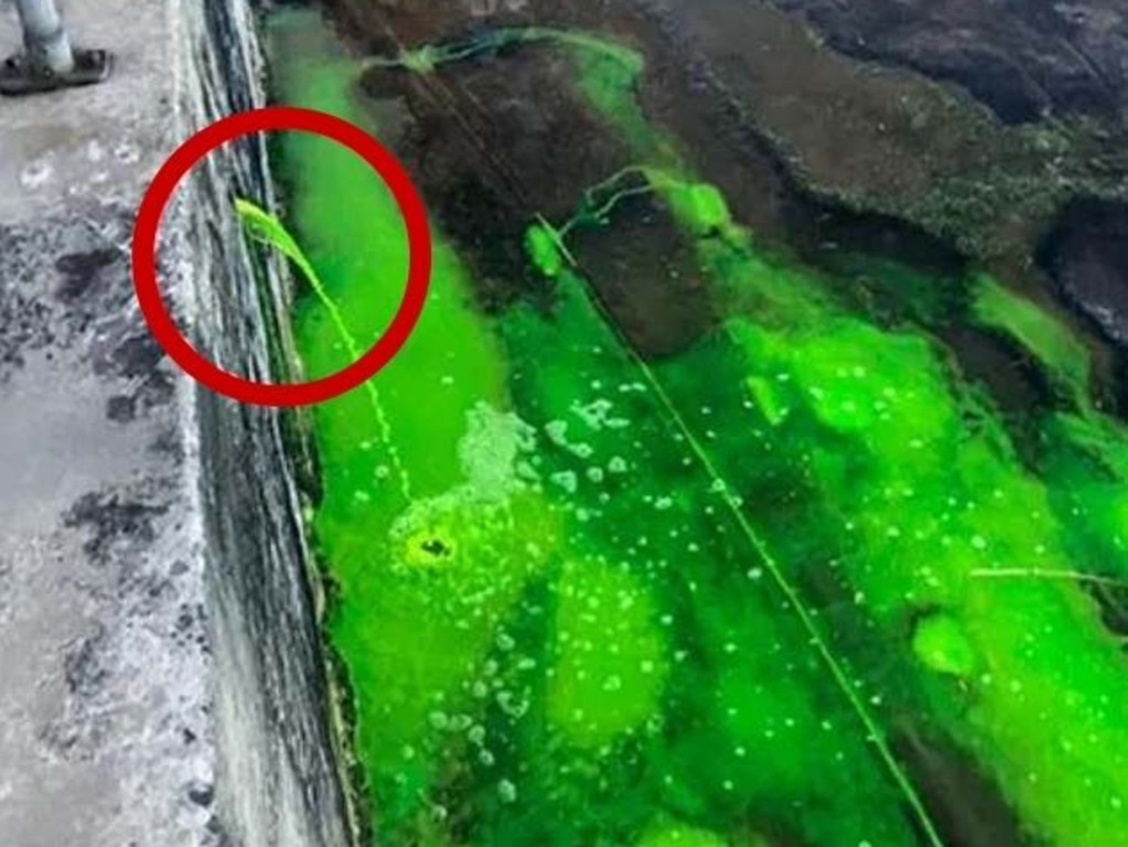 Mysterious green liquid has been seen pouring into a Sydney rock pool. Picture: Facebook.