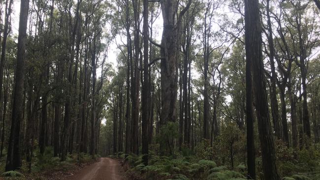 Jarrah forest under threat from bauxite mining. Picture: Sharon Parker-Brown