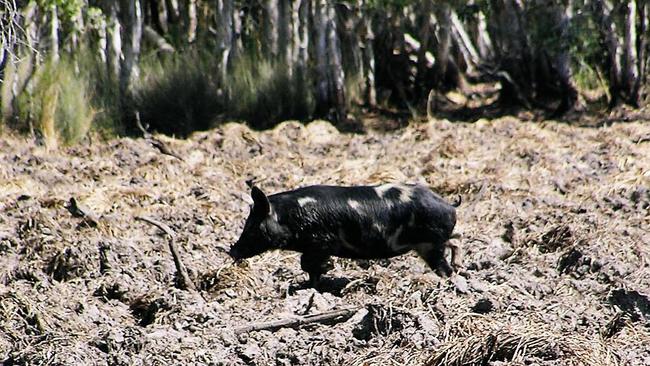 Feral pigs cause damage to crops, fences and wildlife. Picture: Supplied