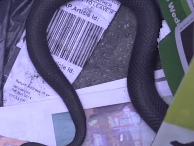 A Sunshine Coast snake catcher has shared footage of removing a red belly black snake from a suburban rubbish bin. . Picture: Facebook