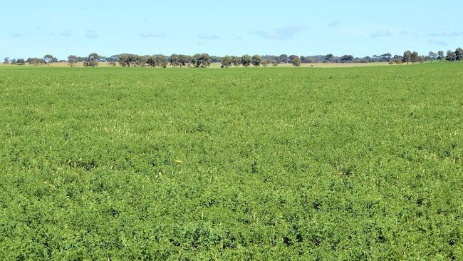 A South Australian producer has sold more than 4000ha of farmland at Tintinara.