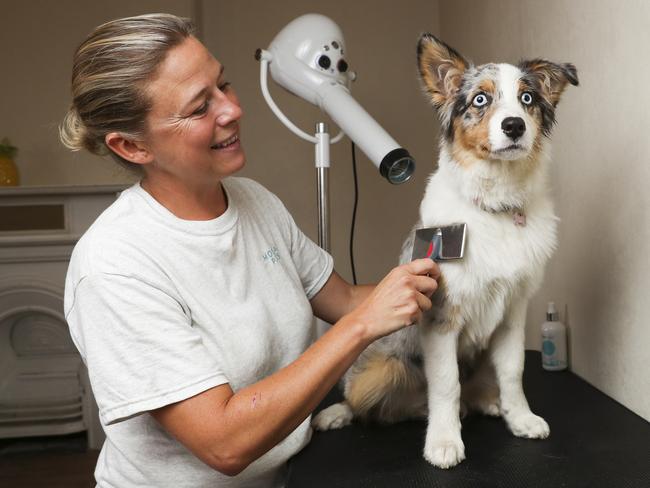 Pooch Harley gets groomed by Summer Butler while at Mosman Paws Dog Daycare and Spa. Picture: Dylan Robinson