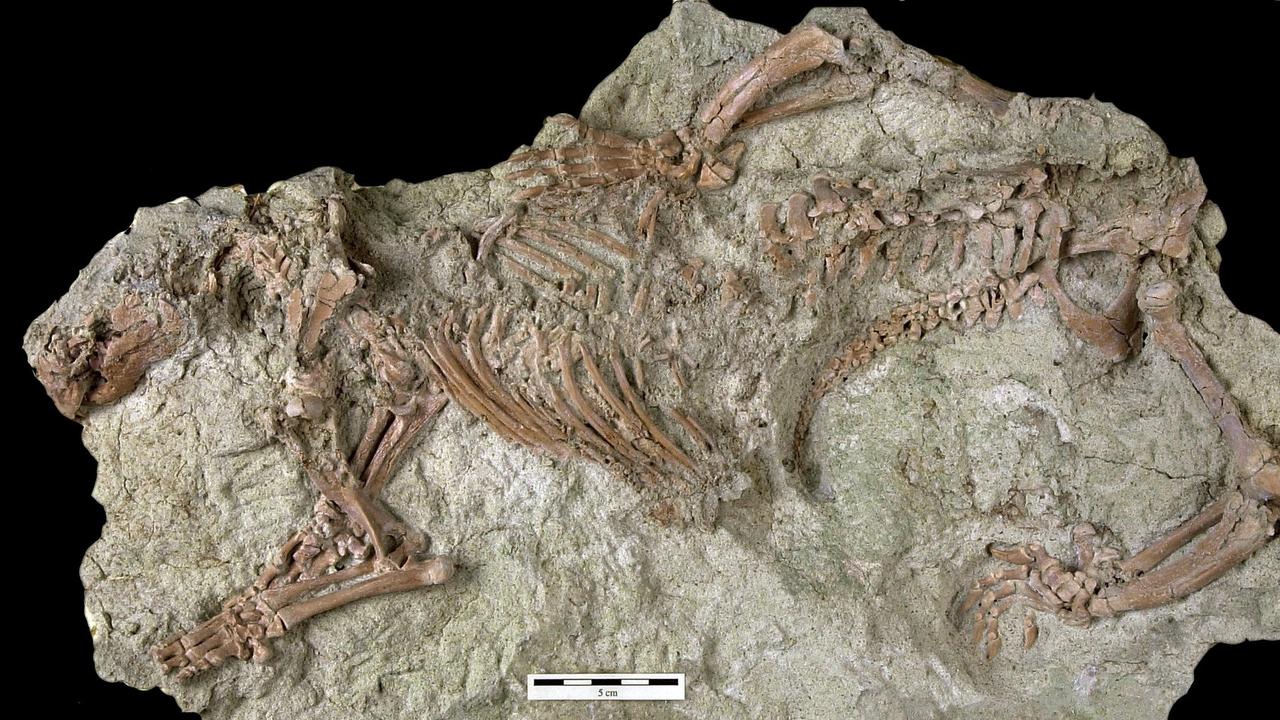 Skeleton of bizarre ‘crazy beast’ that lived alongside dinosaurs ...