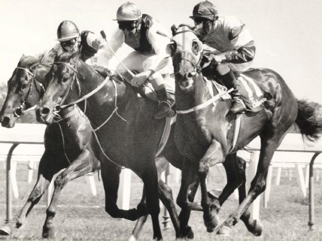 1988 Molokai Prince ridden by jockey  Ron Quinton is bumped by Prince Regent.  PicBarry/Pascoe sport horseracing incident