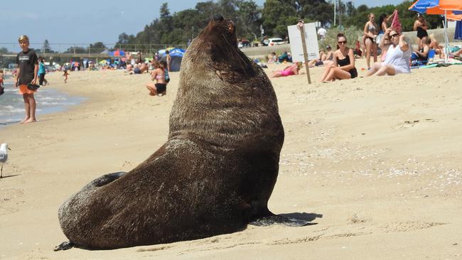 Arcto the seal visits Dromana foreshore Picture: DELWP