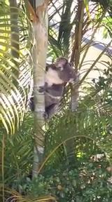 Koala in palm tree at Coomera Waters