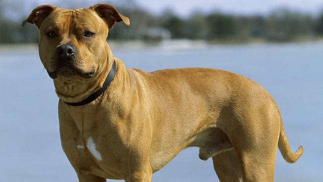 Popular pit bulls would be banned in the state under the new laws. Picture: Getty Images