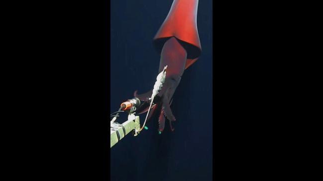 Rare deep-sea squid attacks camera