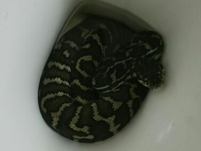 A 1.6m carpet python in the toilet of a Chapel Hill home. Picture: Helen Richards