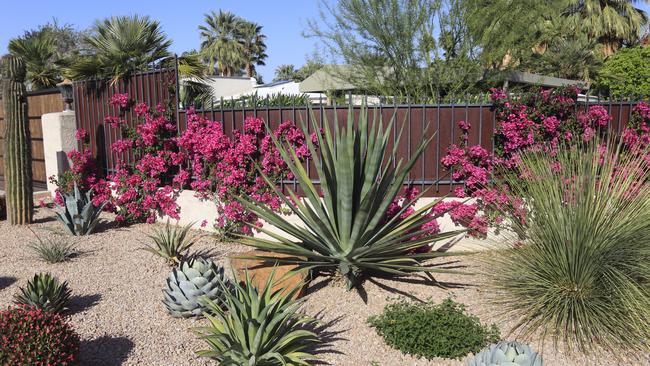 Arid perennials suit the style perfectly.