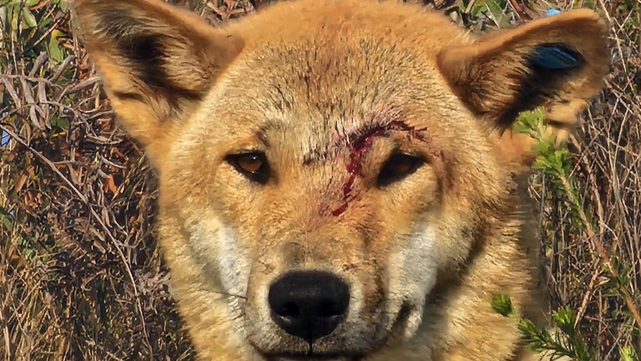 The wongari/dingo responsible for the attack with blood splatter on its face, taken on the day of the attack. Picture: Queensland Department of Environment and Science