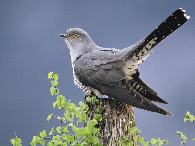 The famous cuckoo, which lays its eggs in other bird’s nests and after which the term cuckold is named. AP Photo/Mark Hamblin, RSPB/PA