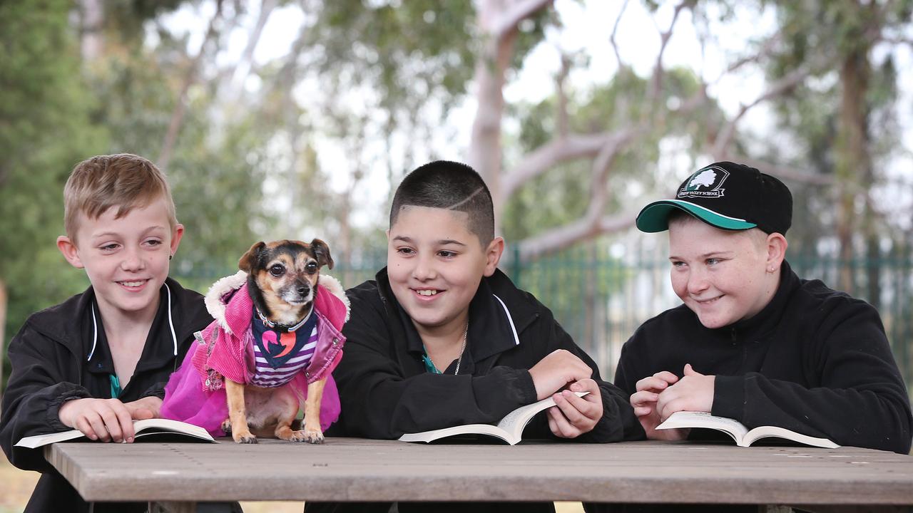 Jackson, Isaiah and Trent with Perri the Chihuahua, who is part of a team of reading dogs. Picture: Richard Dobson