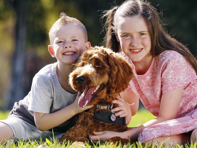 WEEKEND TELEGRAPHS - 16/2/23  MUST CHECK WITH PIC EDITOR  JEFF DARMANIN BEFORE PUBLISHING  -ÃArchieÃ the mini groodle dog pictured with owners Ashton Goodwill and Alyssa Goodwill in Mortdale. Picture: Sam Ruttyn