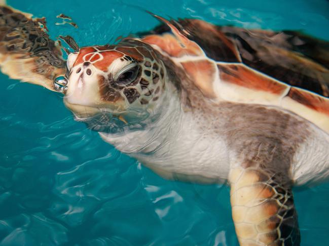 Daily Telegraph. 28, November, 2023.Tama, a rescued green sea turtle, at Taronga Wildlife Hospital, today.Picture: Justin Lloyd.