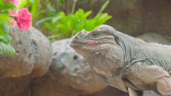 Rhino enjoying a hibiscus flower. Picture: Bindi Irwin.