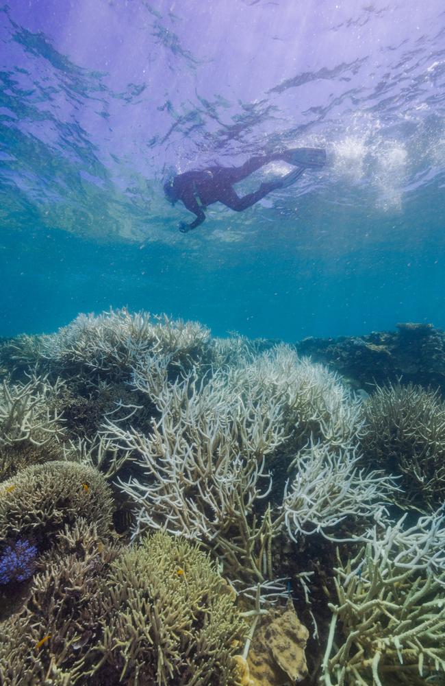 Images show mass coral bleaching from Stanley Reef, near Townsville in 2022. Picture: Harriet Spark. Picture: Harriet Spark