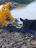 A cow is rescued from an Aspendale Gardens dam.