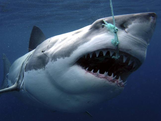 Key word missing from shark database