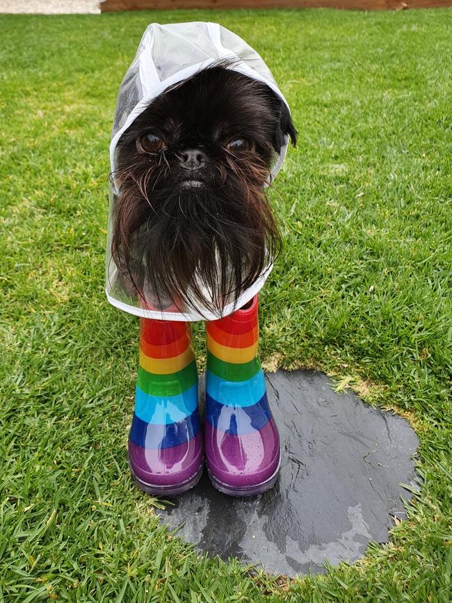 Squid the Griff in his rain boots before running off. Picture: Instagram.