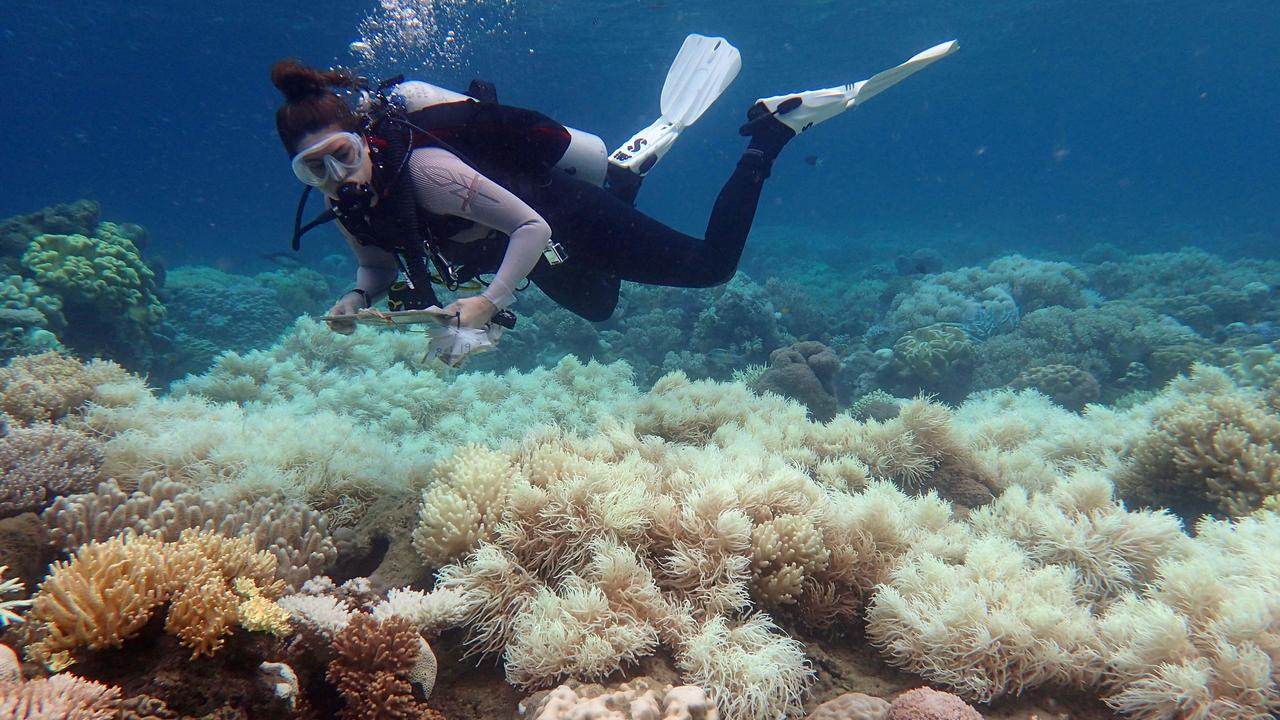 Three recent marine heatwaves have bleached the coral of the Great Barrier Reef. Here a diver examines bleaching on a coral reef off Orpheus Island. Picture: AFP Photo/Greg Torda/ARC Centre of Excellence for Coral Reef Studies