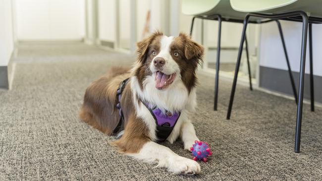 Chelsea, a brown and white border collie, from Chat Well Allied Health. Picture: Supplied