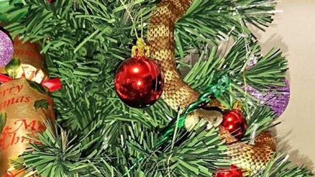 The tiger snake tried to make a home in the woman’s Christmas tree. Picture: Supplied