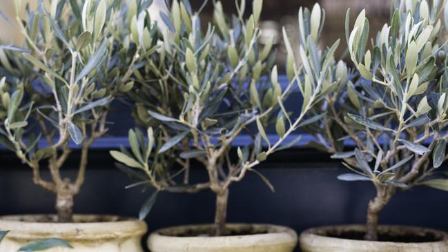 Small potted olive trees.