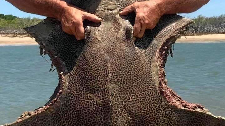 A stingray with almost identical bite marks was found at Corio Bay on Monday just metres from where people were swimming. Picture: Cassandra Tooker